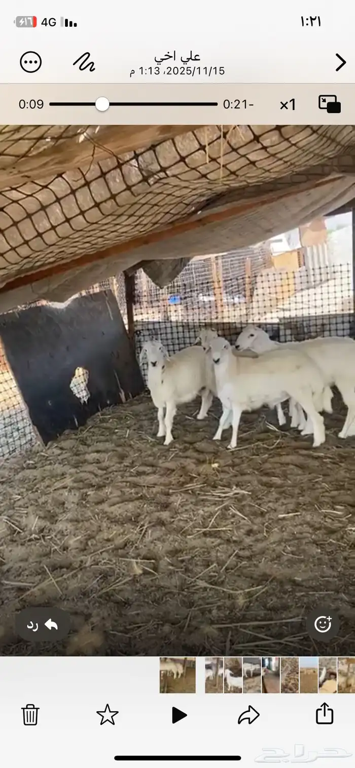 اربعه طليان طيبه اعمارهم فوق 6شهور 0