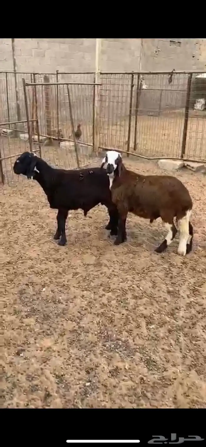 سواكن مرابي 0