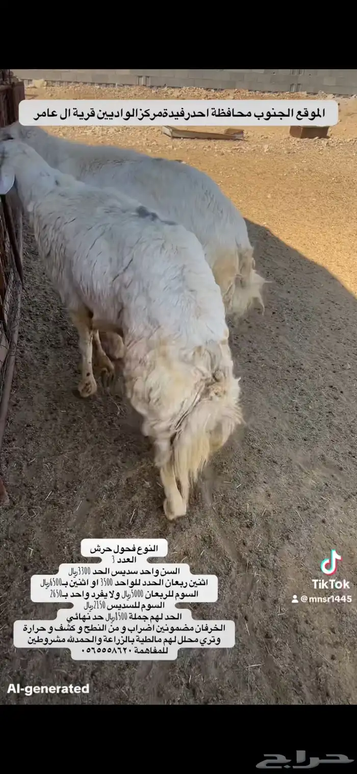 فحل رباع احرش 1