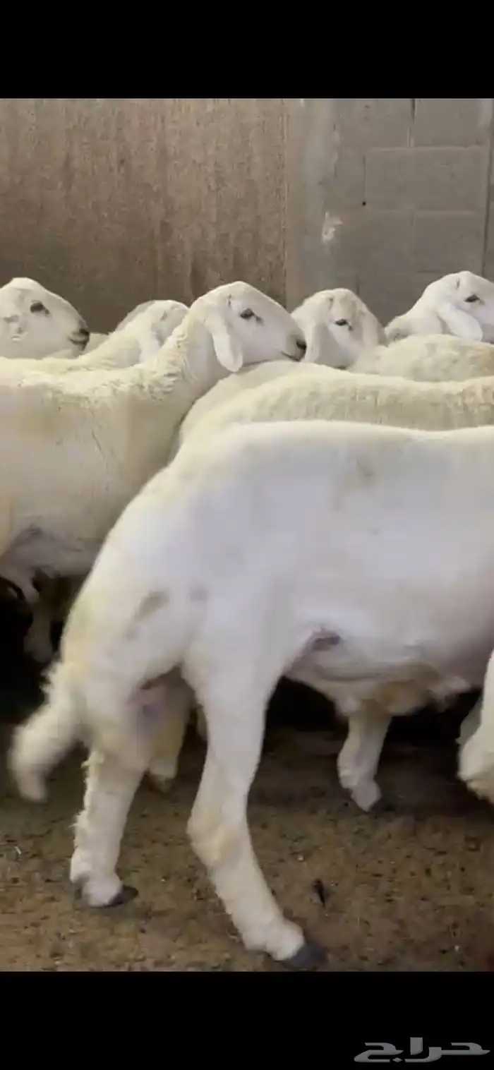 بيع اغنام متوفر تقسيط تابي وتمارا 1