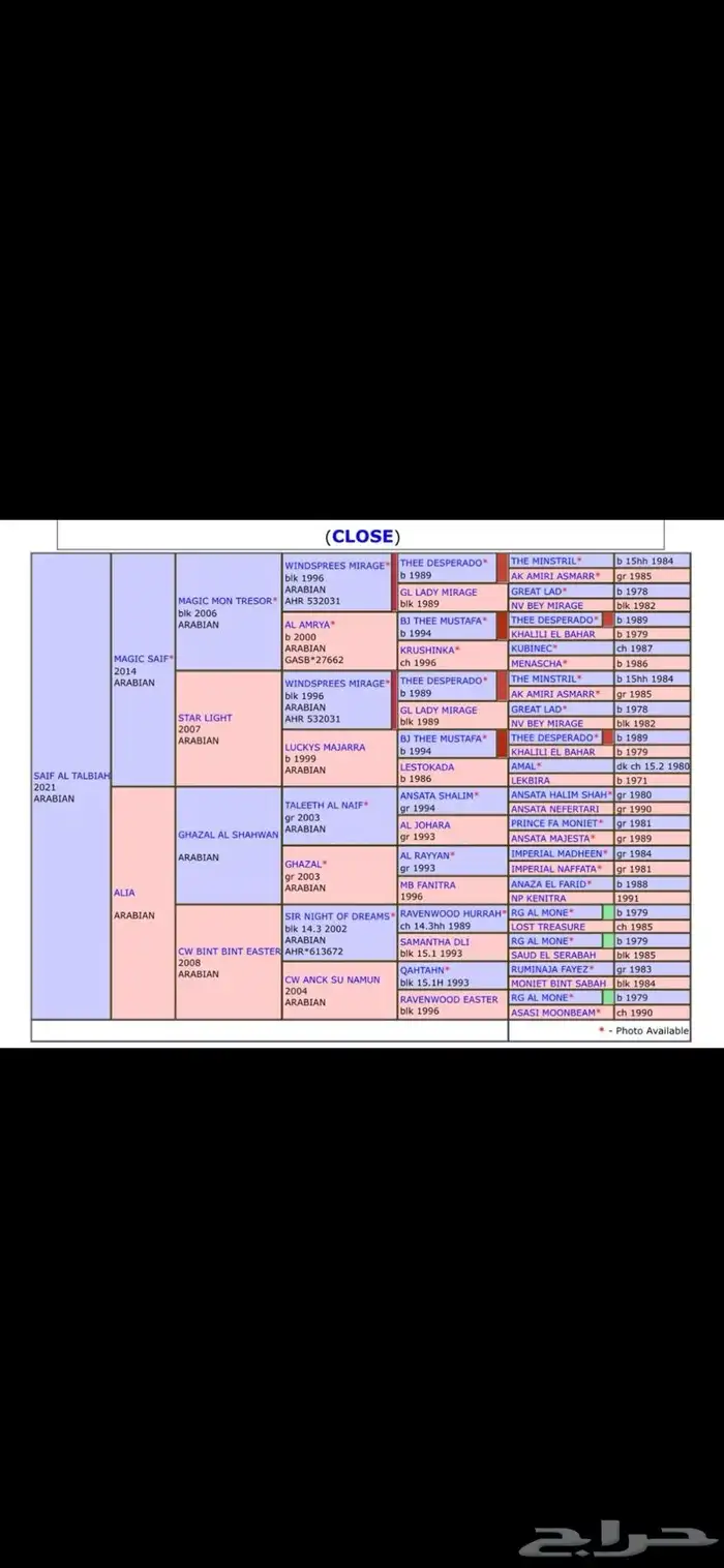 فرس واهو لقاح وشيخه 2