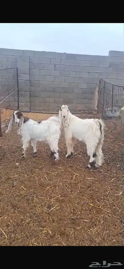 تيوس تيس index