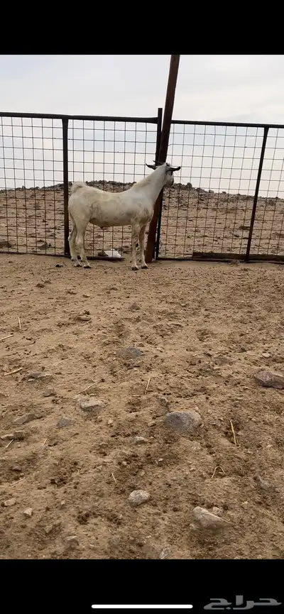 تيس بيشي صنف الصنف منوة القناي index