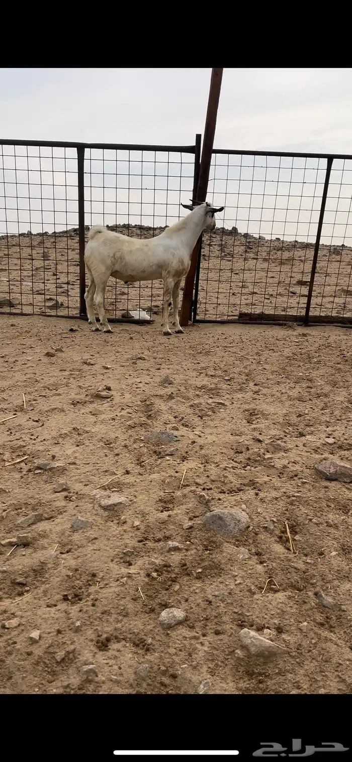 تيس بيشي صنف الصنف منوة القناي 2