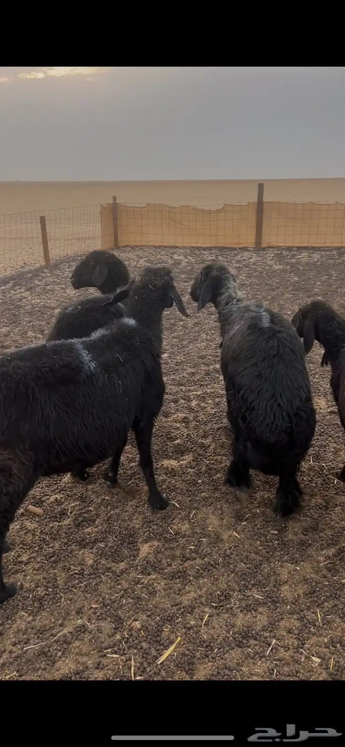 غنم مراح وسم واحد صنف 1