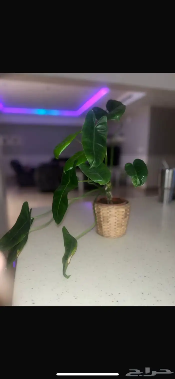 نبات داخلي واسعار جميلة 5