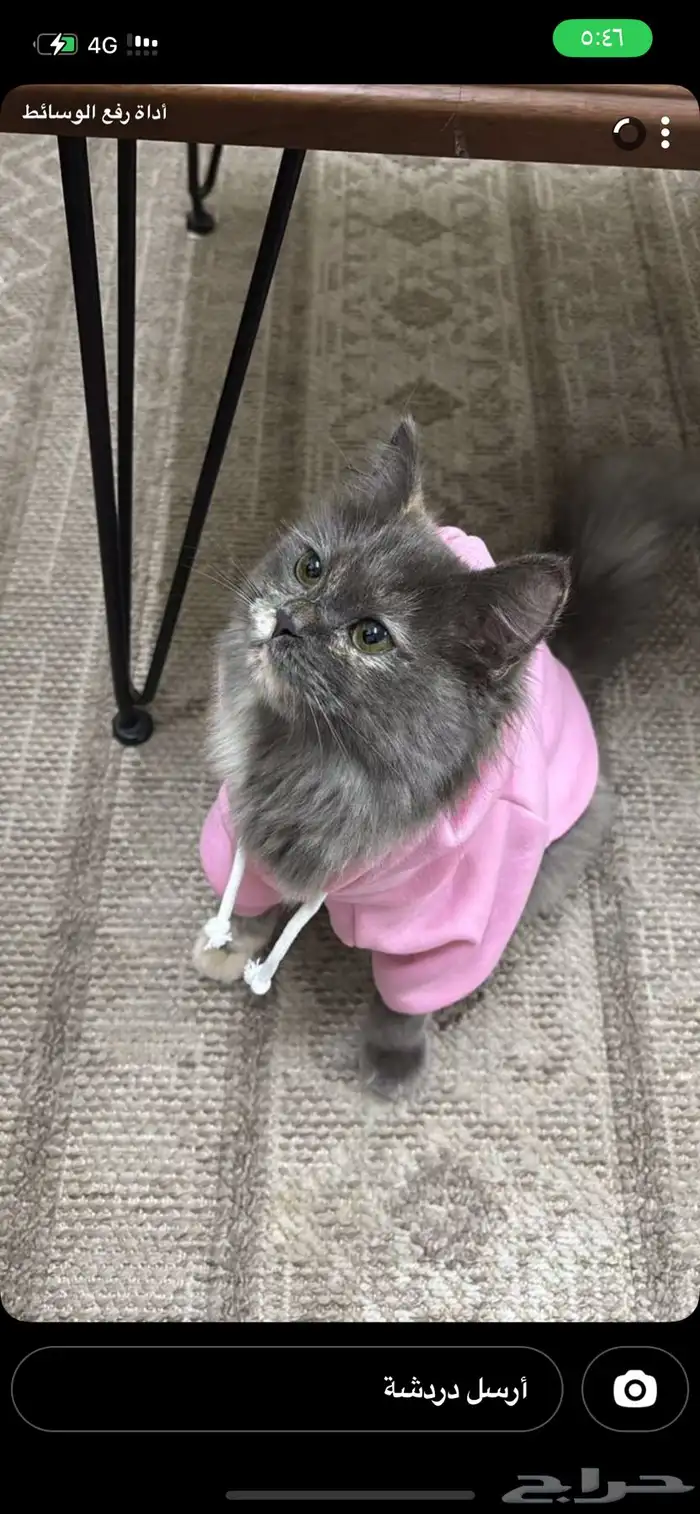 قطه شيرازي للتبني 0