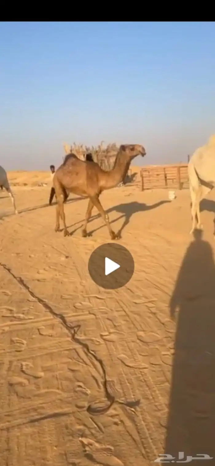 بكرا حقه قويه 0