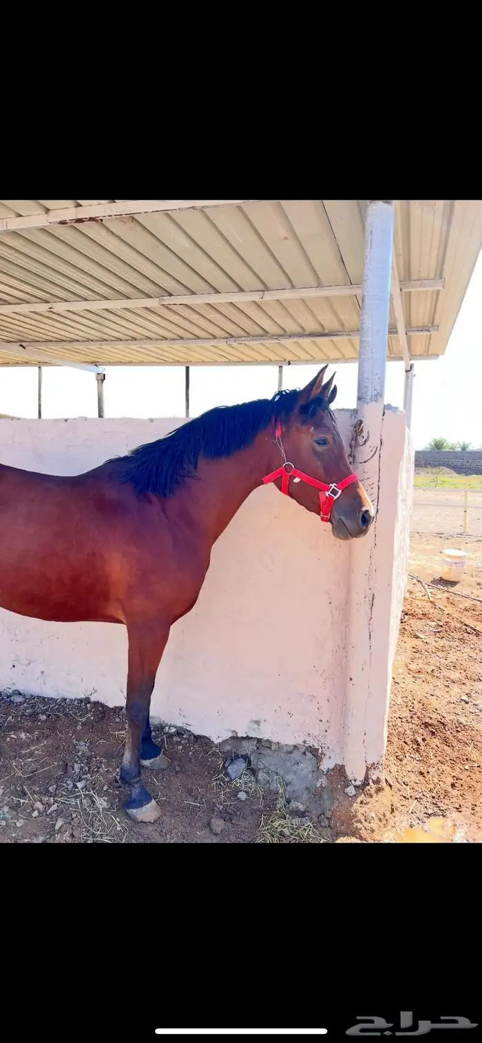 فرس شعبية   مهرتها 13