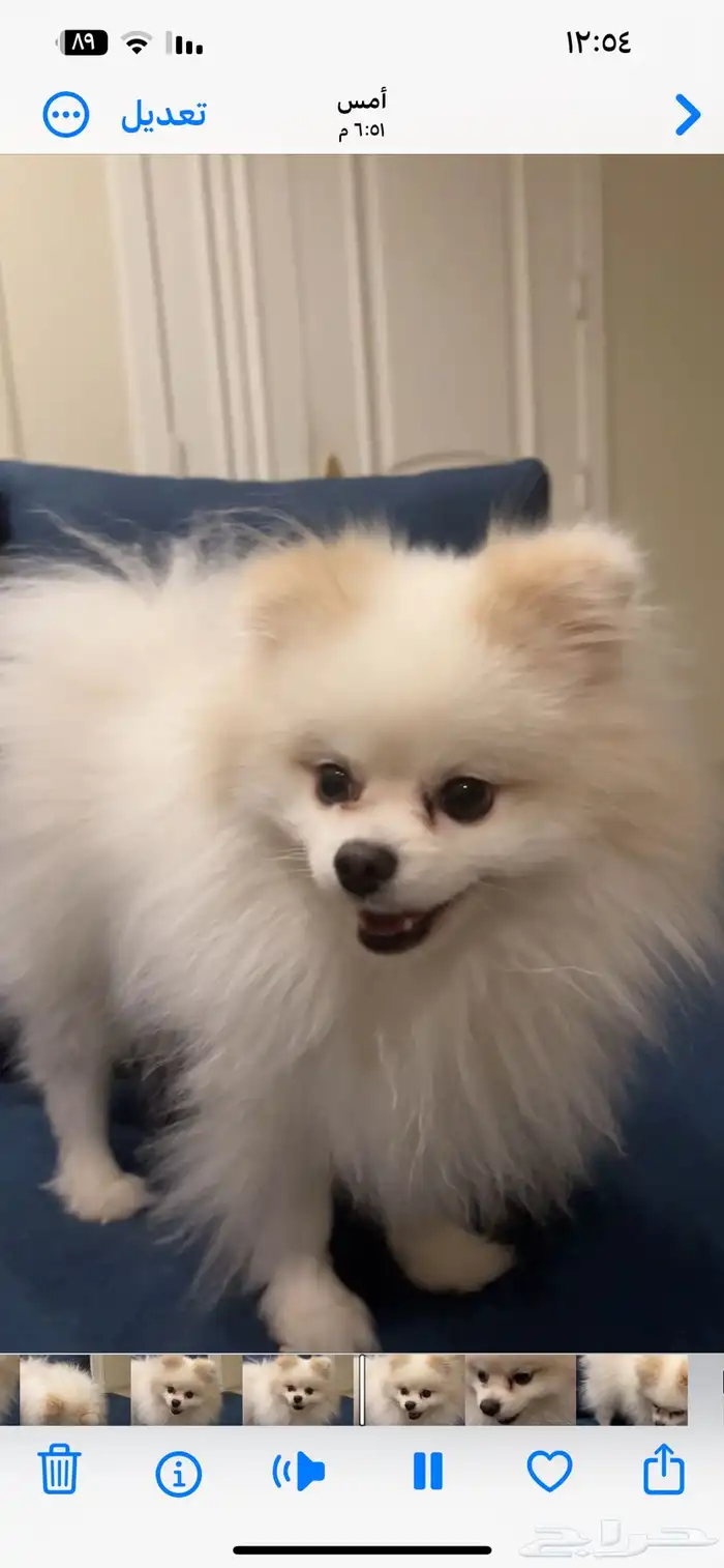 الخبر  العقربية 1