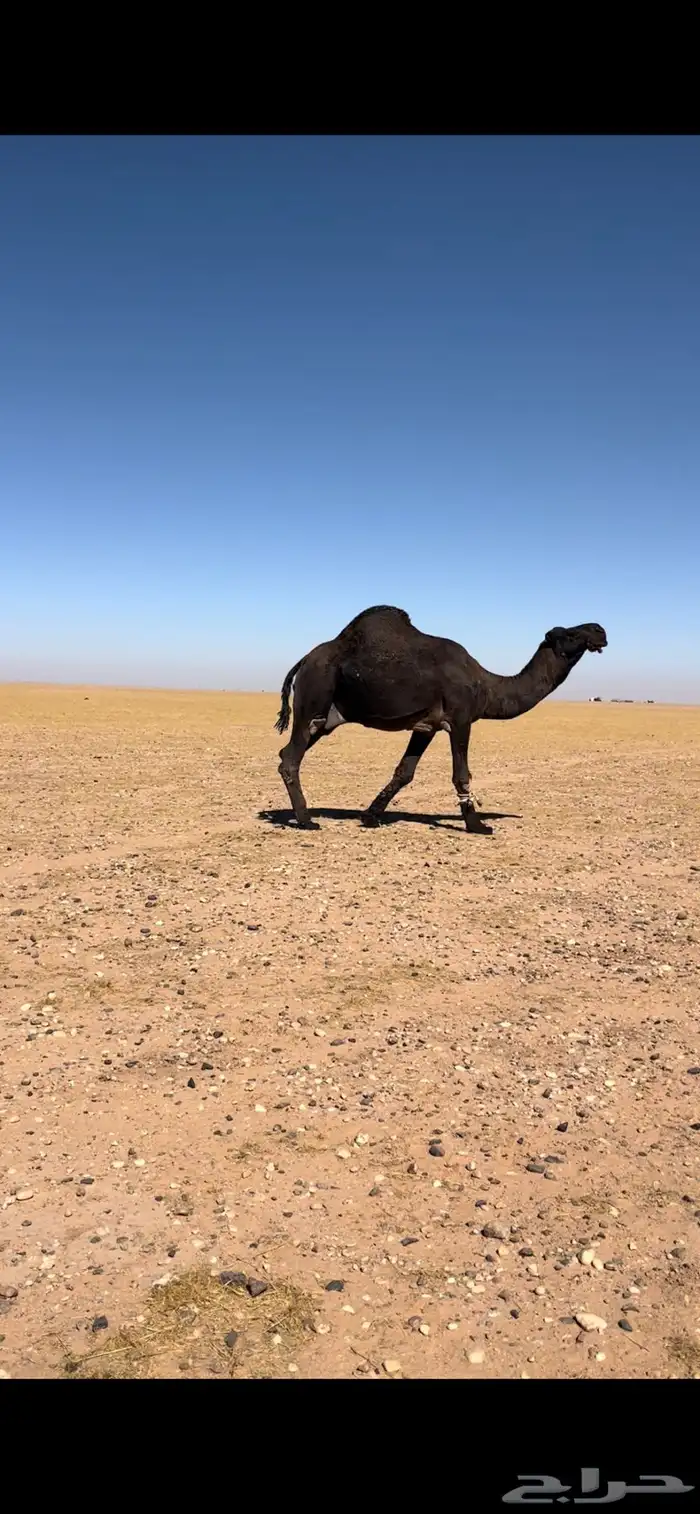 بيعر للبيع 7