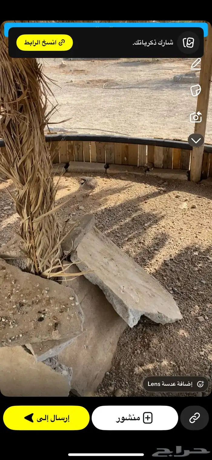 قطا وذكر شنير 0