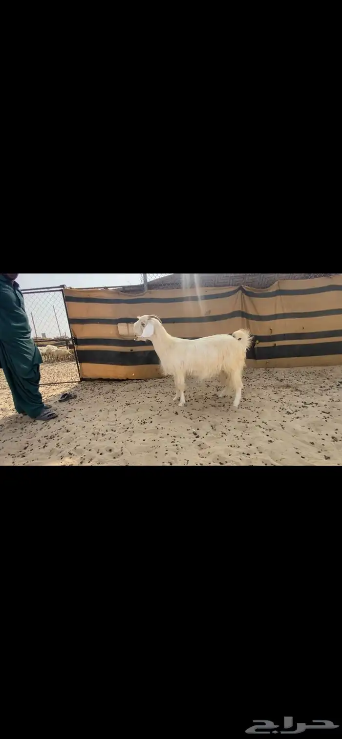 عنز شاميه حليب 1