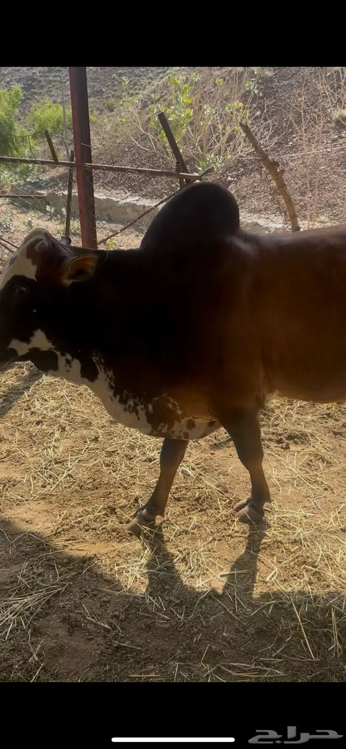 سبعه حسلان بلدي سمان   ثور 0