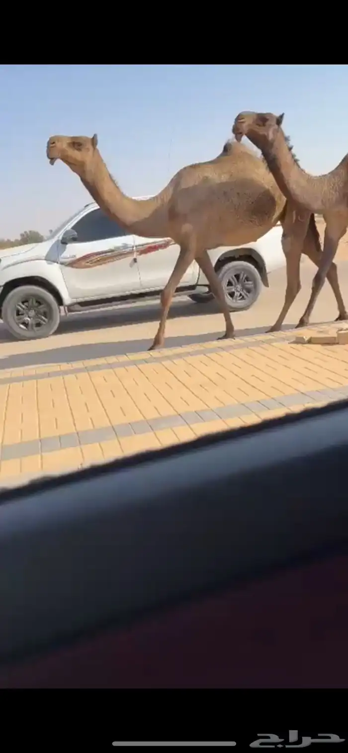 بكار كفو صفر 2