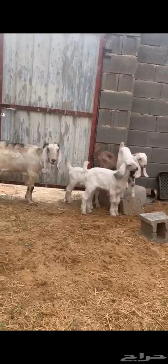 معزا مطوره 3