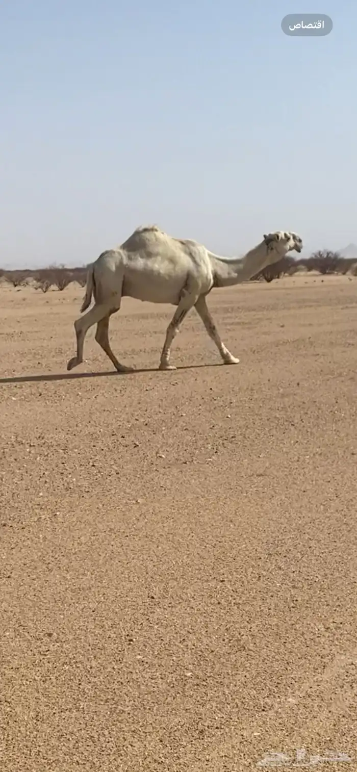 للبيع الباتلي الحيسوني 0