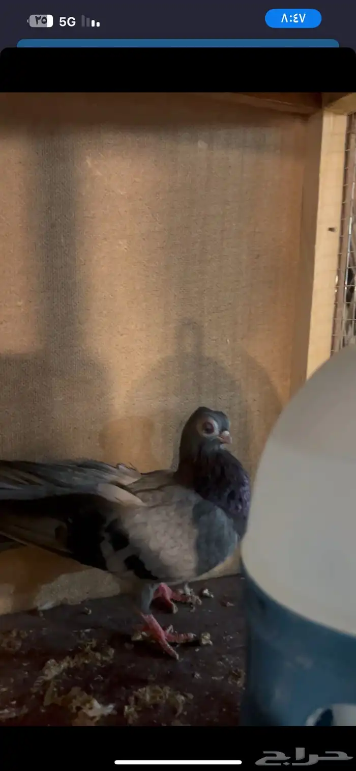 جوز كوري منتج 0