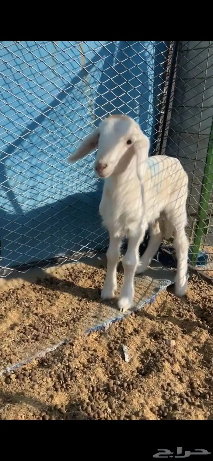 طلي داغور ويصلح فحل 3