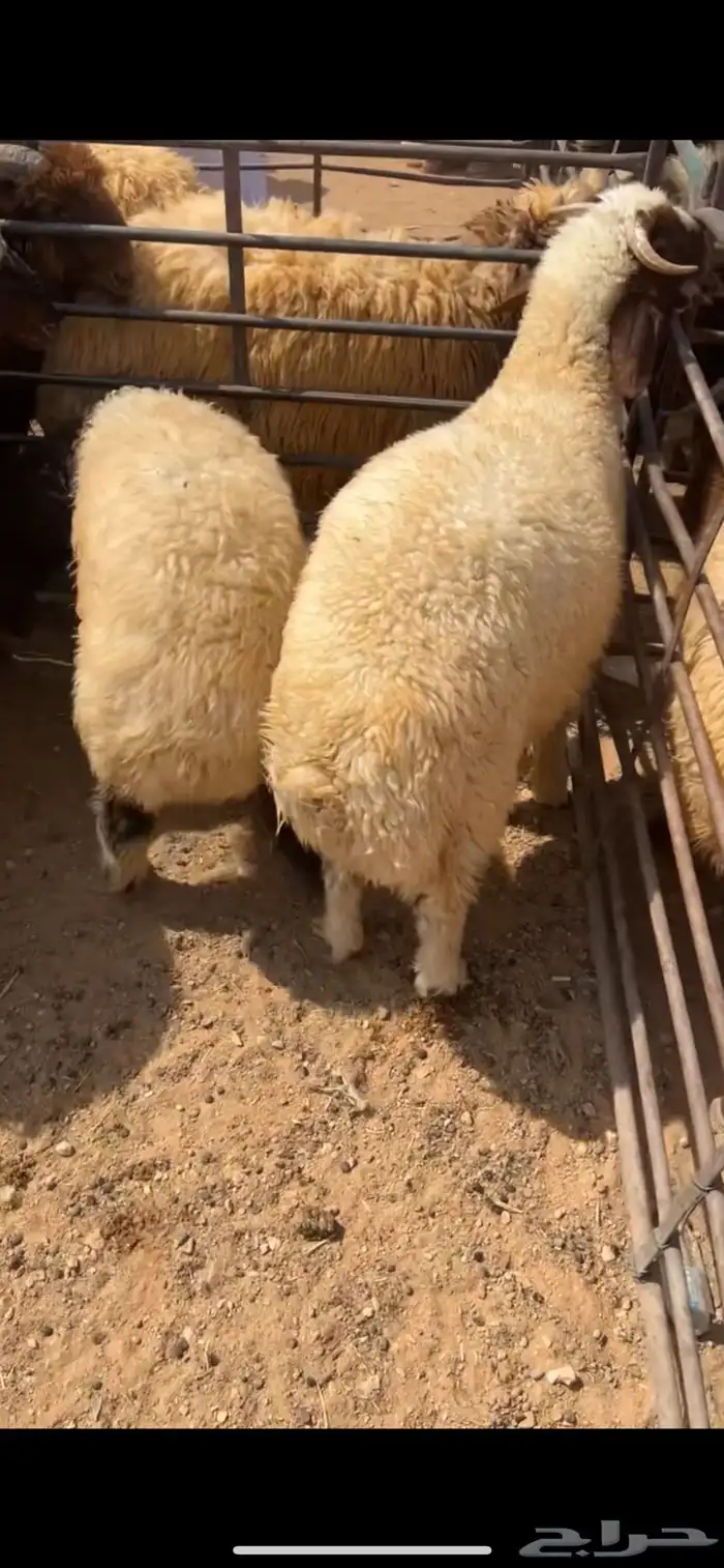 خرفان وفطايم 0