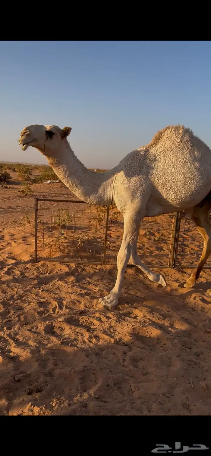 قعود للبيع 0