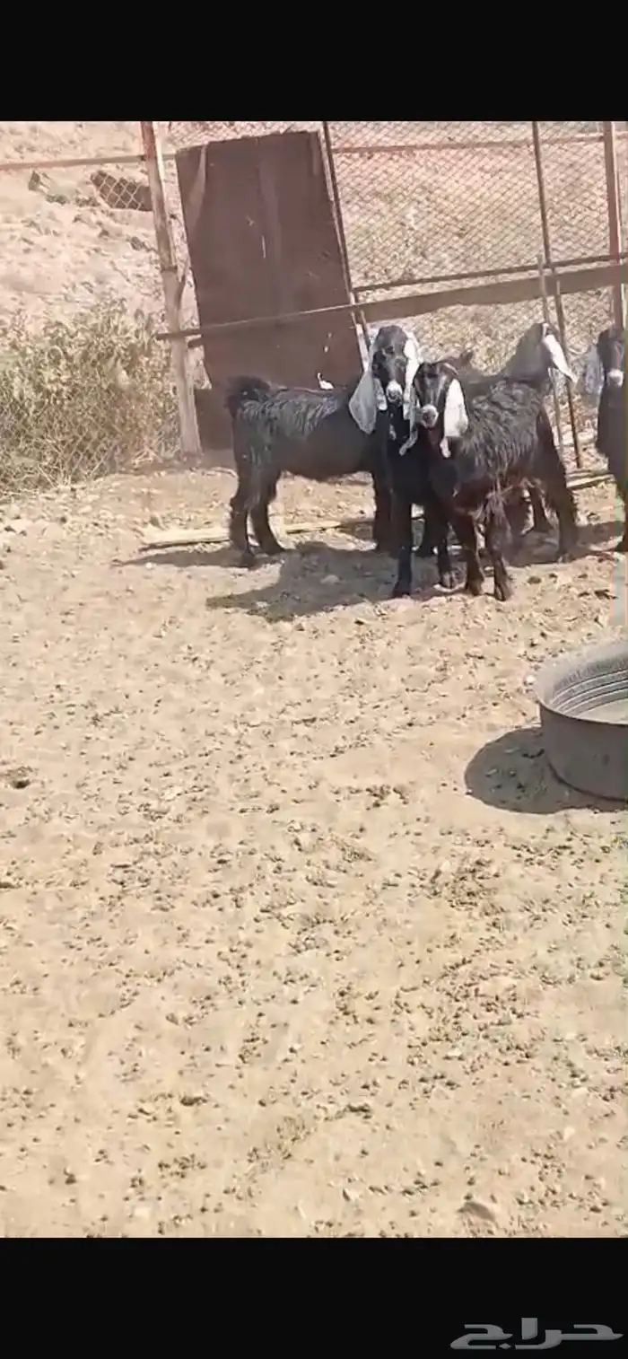 تيوس عوارض 2