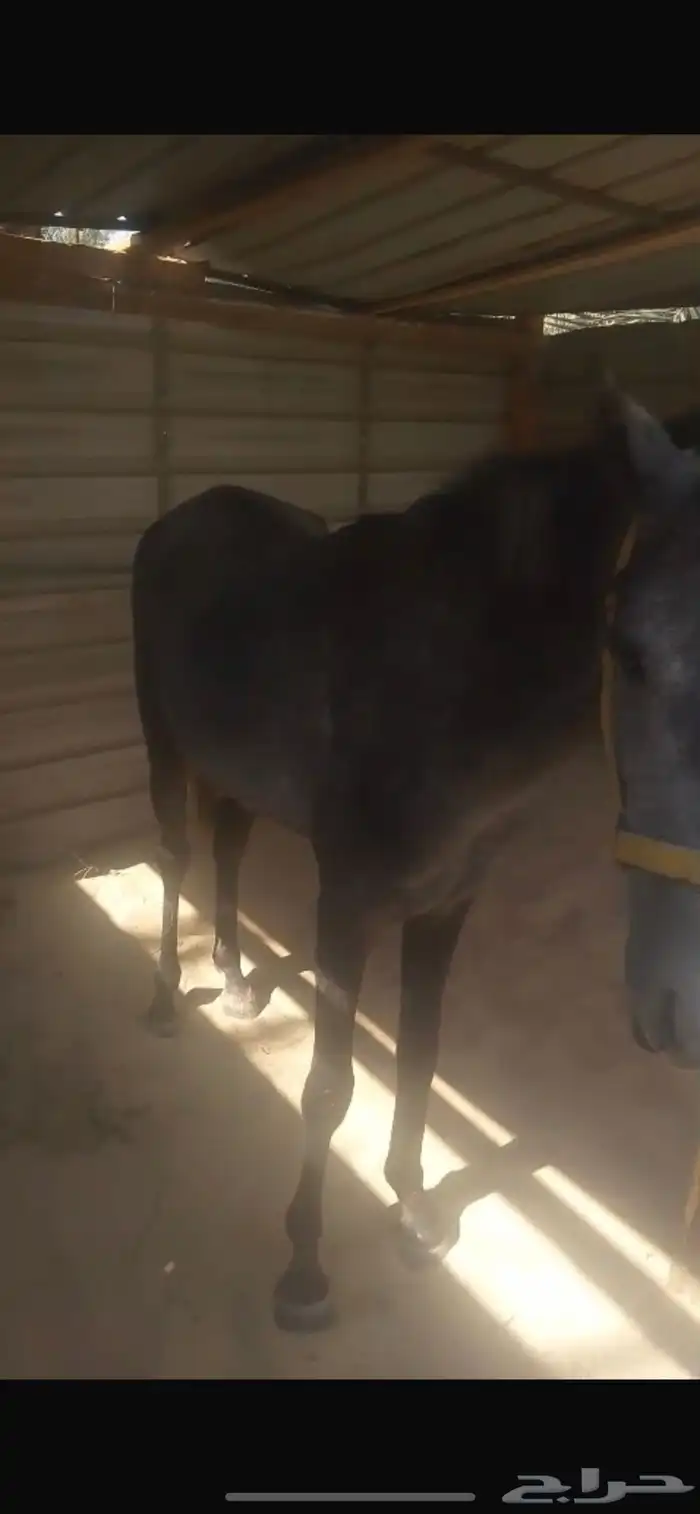 مهرشعبي للبيع العمر سنه ونص 2