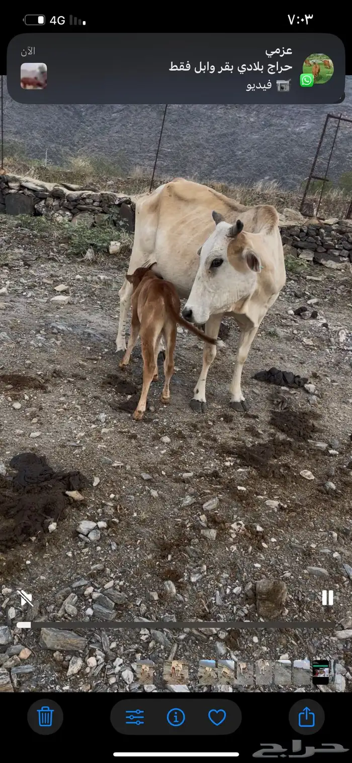 بقره عليها حسيل 0