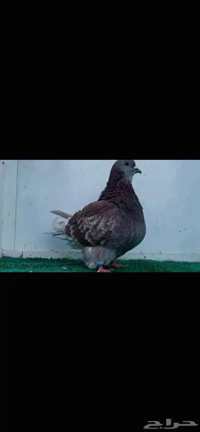 فحل فرش حامل كريمي 2