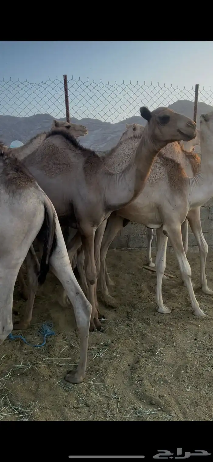 قعدان للبيع 0