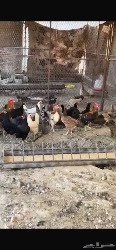 يوجد دجاج مفرخ ودجاج بياض حضان بلدي index