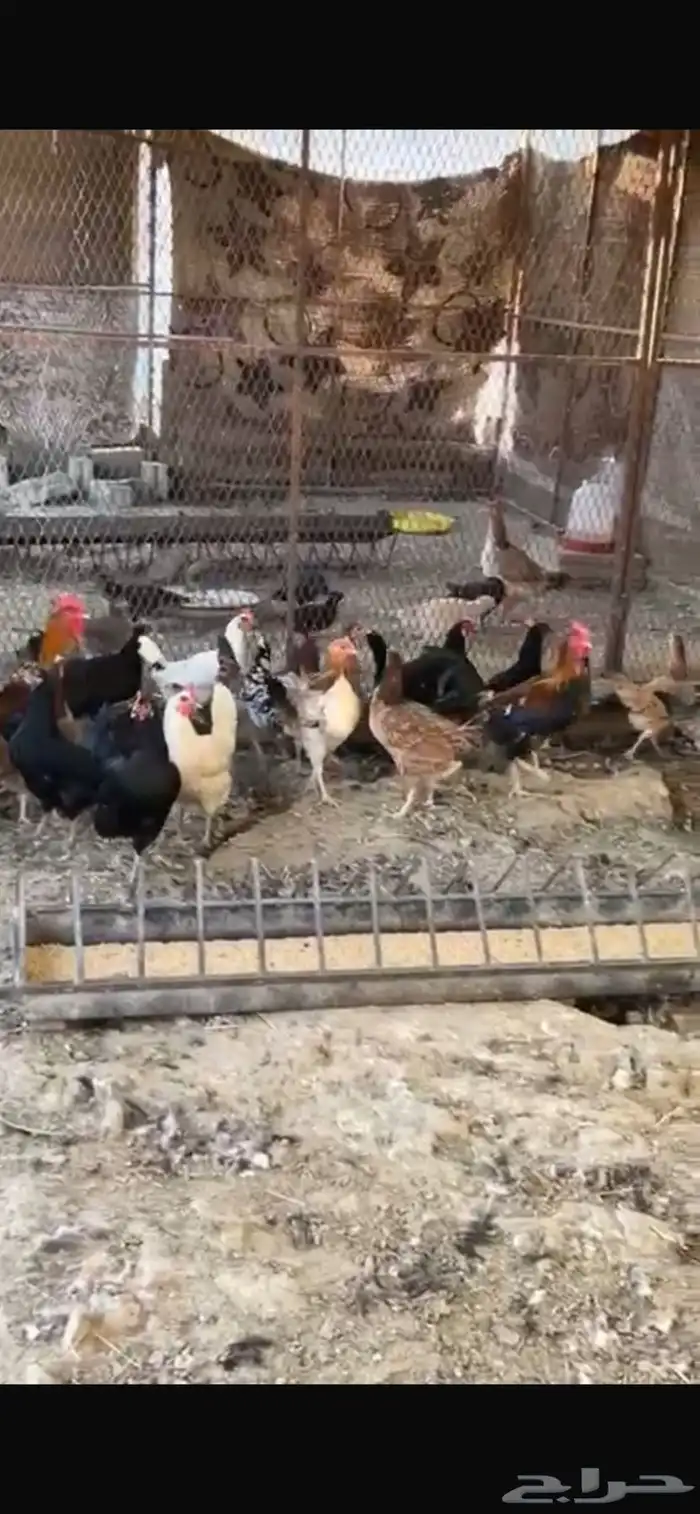 يوجد دجاج مفرخ ودجاج بياض حضان بلدي 6