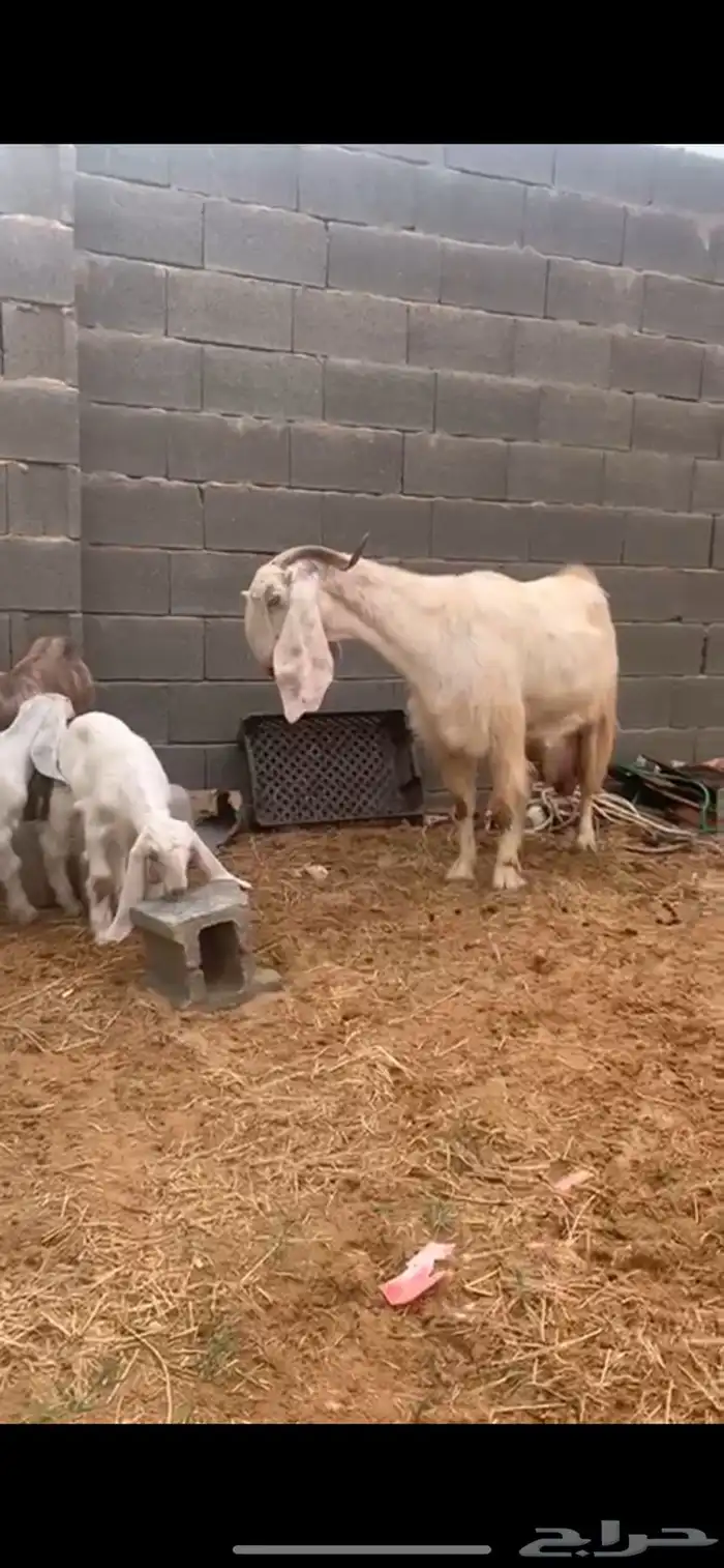 معزا مطوره 2