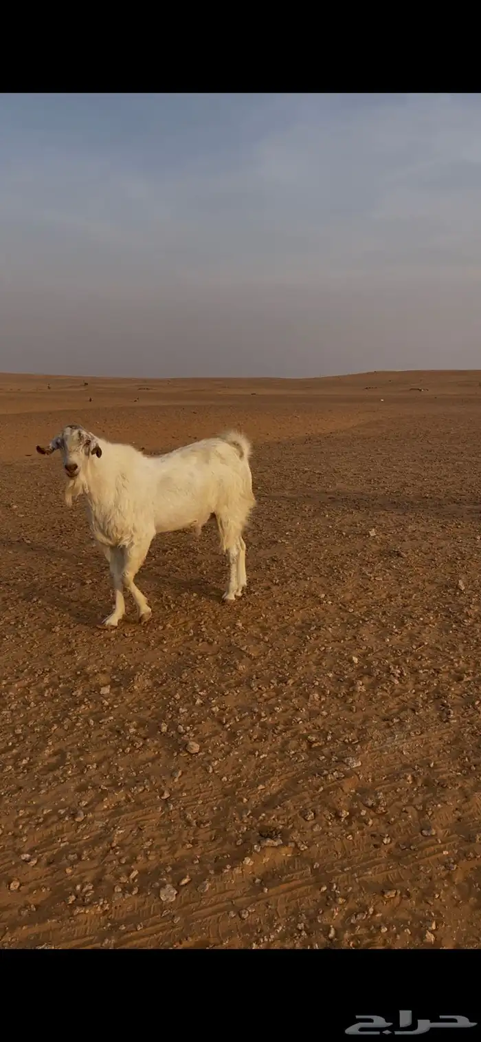 تيس فحل طيب على شرط من كل شي وحار جدا 0