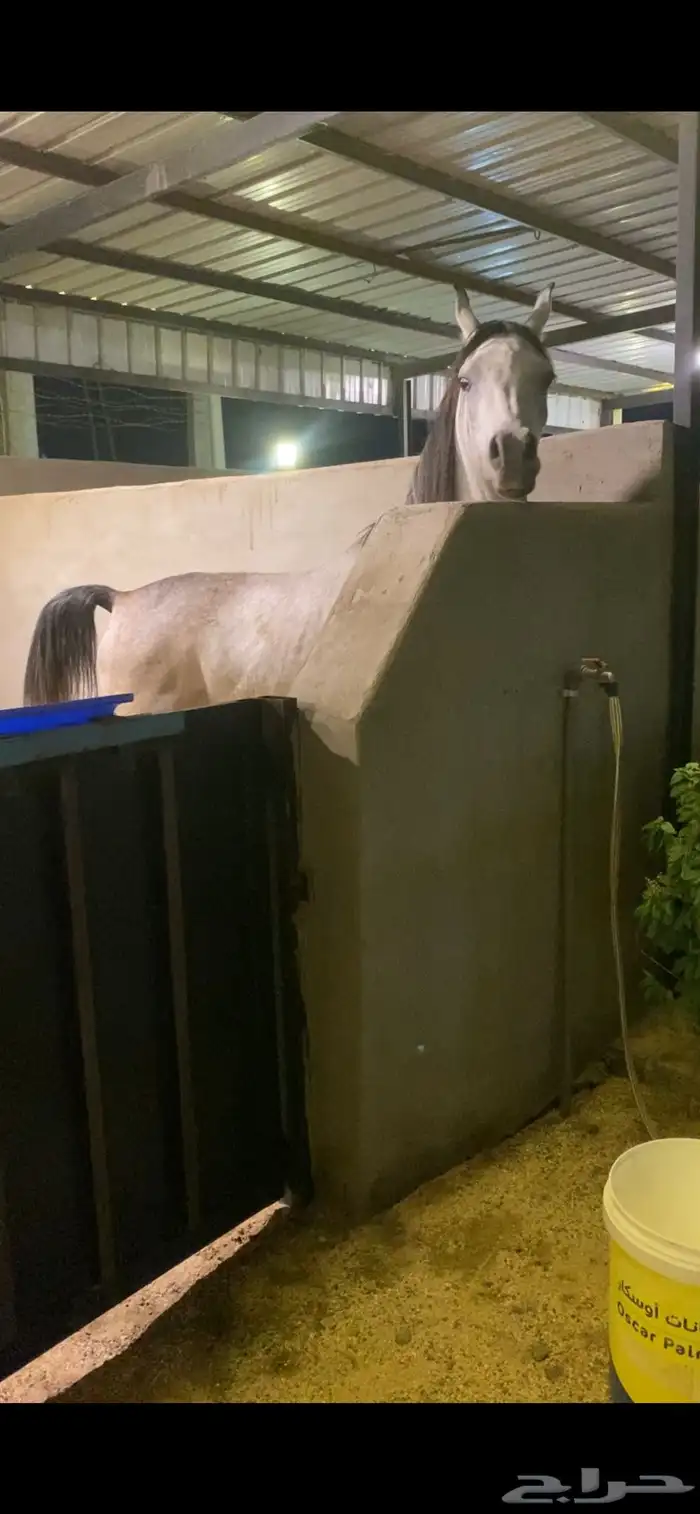 مهر مصري بيور ( واهو ) مشروع فحل وجمال 2