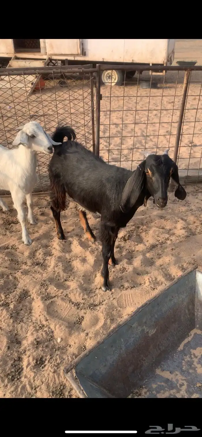 البيع جفرات 0