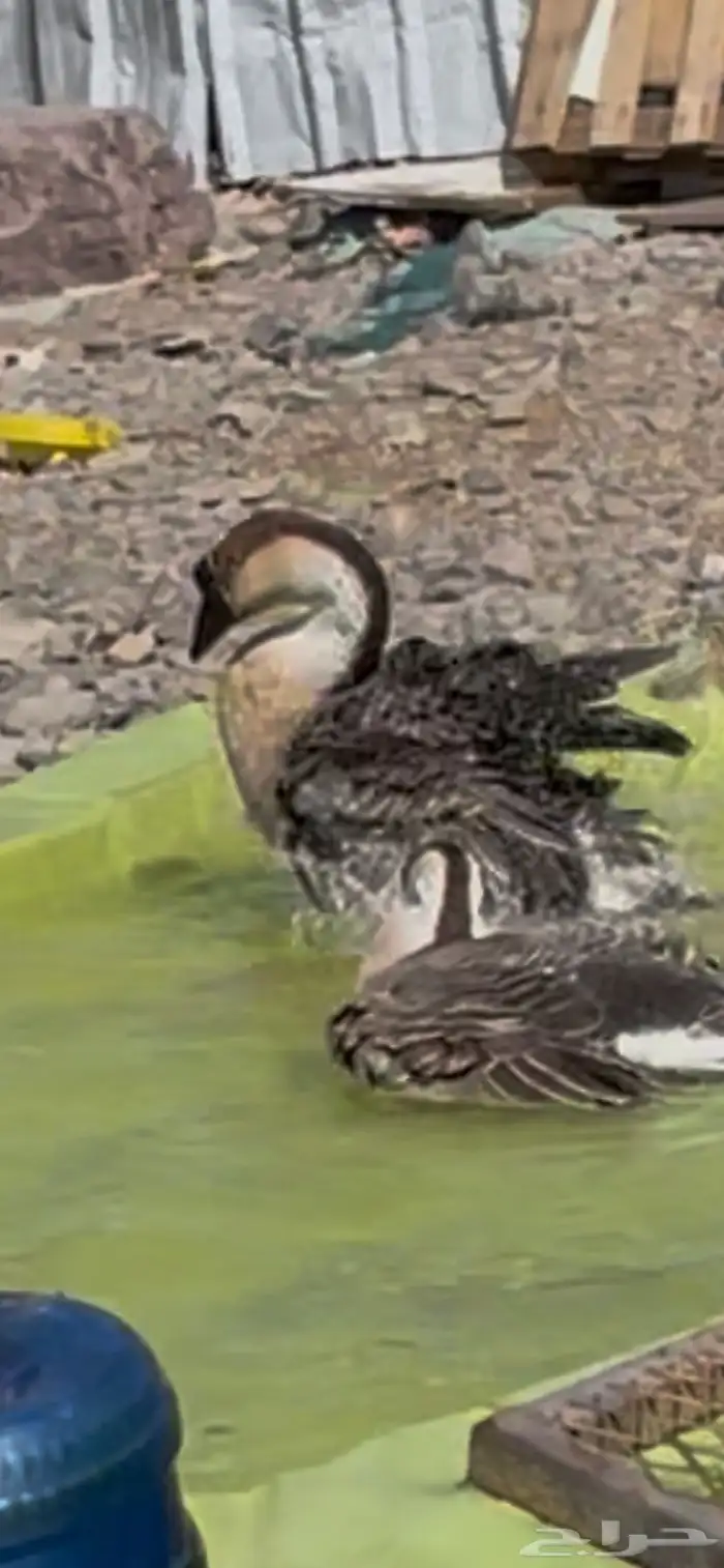 وز عراقي ( ذكور ) 3