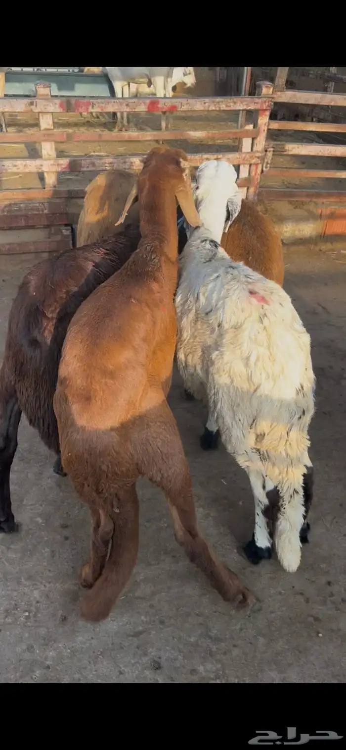 سواكن جذعان طيبات ونضيفه 0