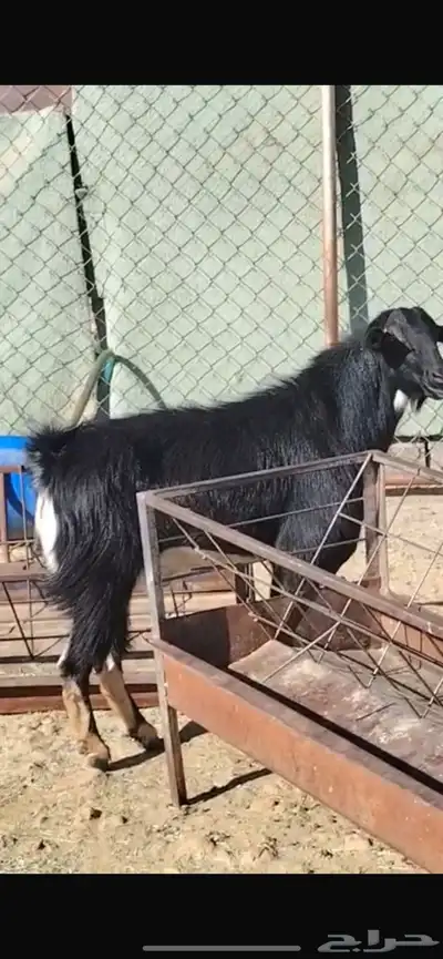 تيس فحل حو اصيل ونادر index