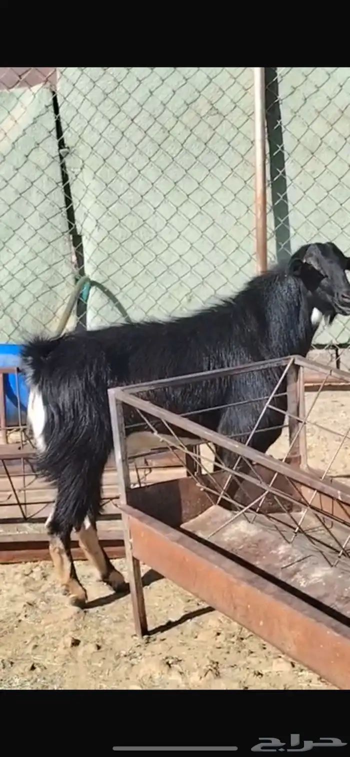 تيس فحل حو اصيل ونادر 0