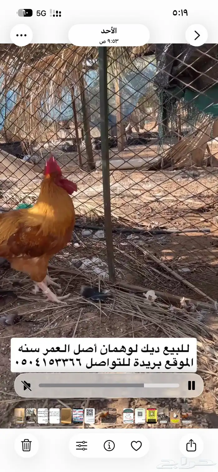 للبيع ديك لوهمان 1