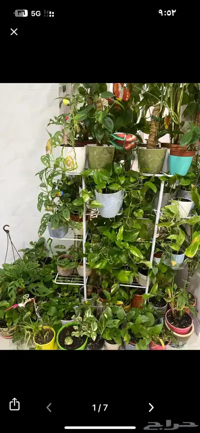 نبات داخلي واسعار جميلة index