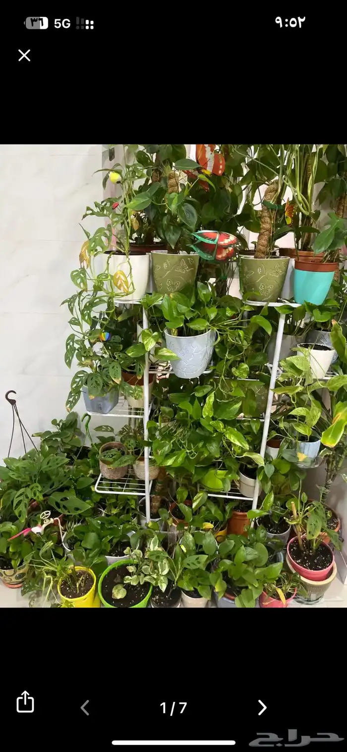 نبات داخلي واسعار جميلة 0