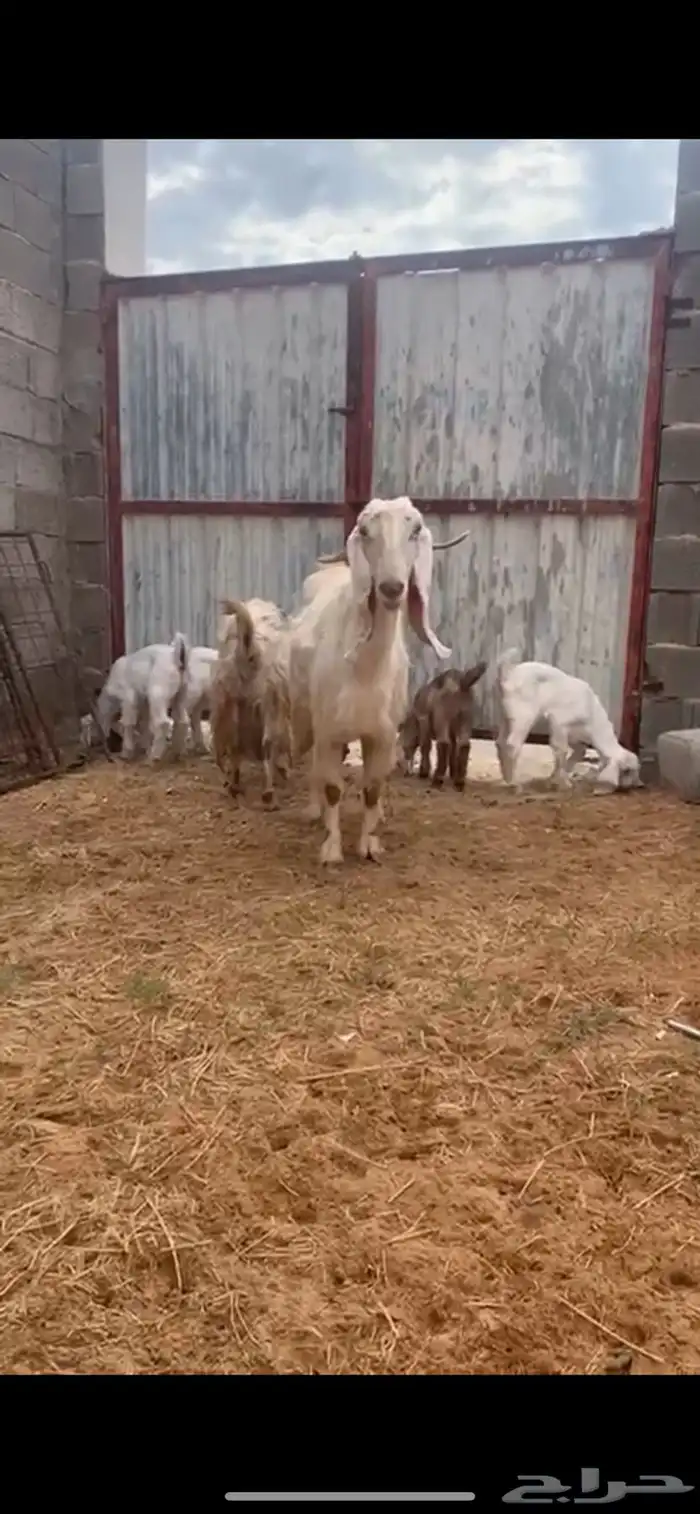 معزا مطوره 1