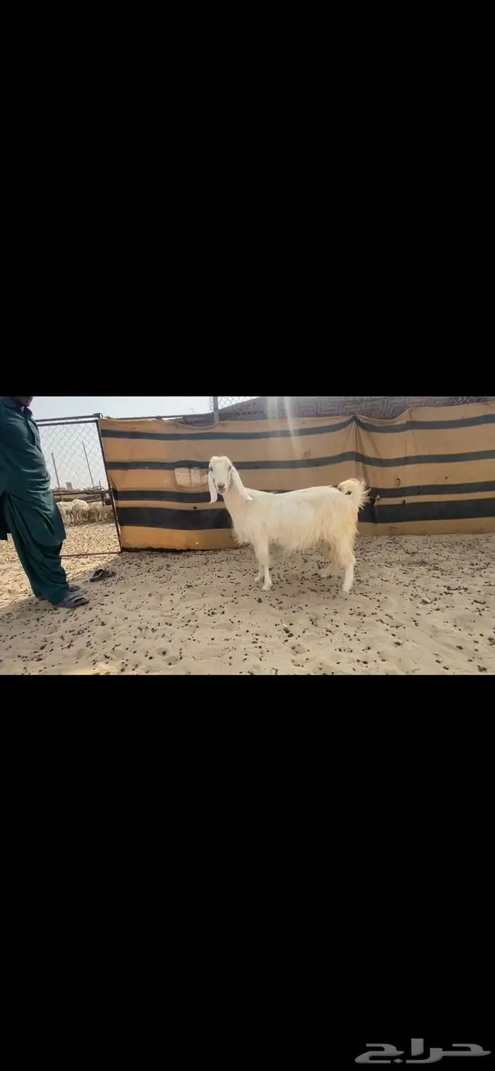 عنز شاميه حليب 0