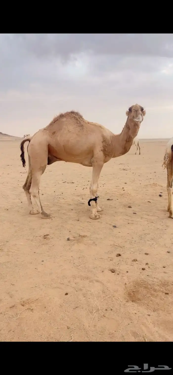 بعير أشقح للبيع 4