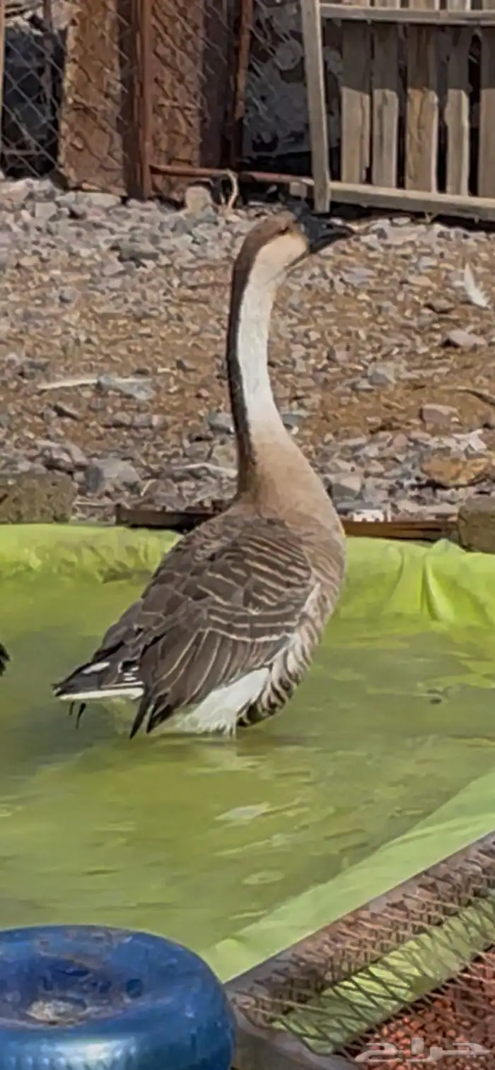 وز عراقي ( ذكور ) 4