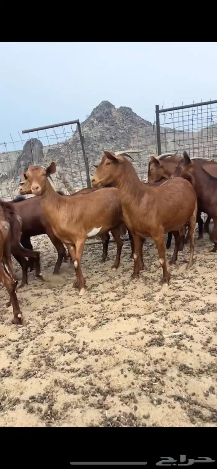 محايليات صنف 2