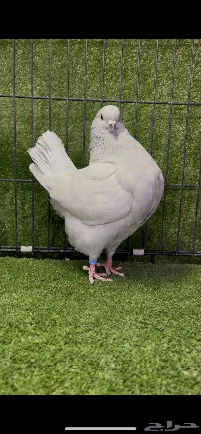 زوج كنج منتج لافندر من أجمل الألوان 3