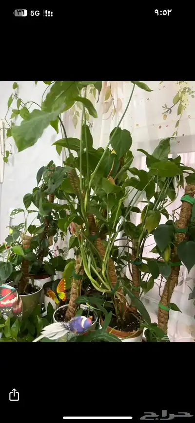 نبات داخلي واسعار جميلة index